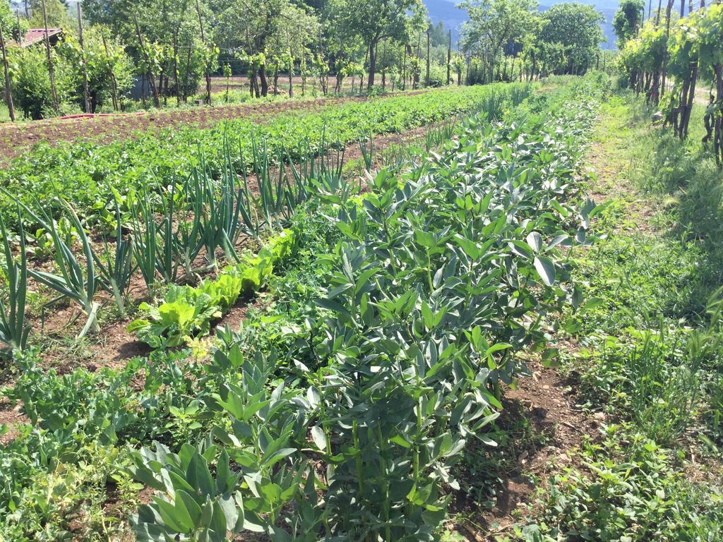Farm stay La Fonte Sala Consilina